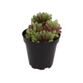 Sedum Rubrotinctum Aurora Sukulent