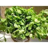 Semizotu* 3000+ Tohum