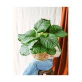 SENA BOTANİK VE ÇİÇEK Calathea Orbifolia