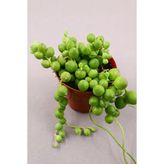 Senecio Rowleyanus - Tesbih Çiçeği 5.5 cm Saksıda