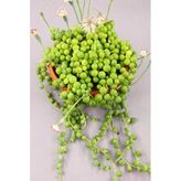 Senecio Rowleyanus Tesbih Çiçeği, BTSTS50