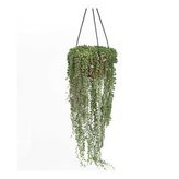 Senecio - Tesbih Çiçeği (23 cm Saksıda)
