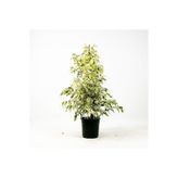 Serada Decor & Plant Benjamin Starlight Alaca Yapraklı Bitkisi, 60-80cm, 1 Adet