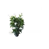 serada decor & plant Beyaz Mandevilla Çiçeği Saksılı, Kurdele Çiçeği Hediyeli, 30-50cm, Peyzaj Seti