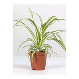 serada decor & plant Chlorophytum Comosum Kurdele Çiçeği, 30-40cm, Dekoratif Salon Bitkisi