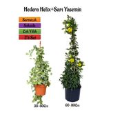Serada Decor Plant Hedera Helix Duvar Sarmaşığı+Sarı Yasemin Çiçeği Fidanı 2'li Bahçe Seti