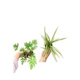 Serada Decor & Plant Itır Çiçeği + Kurdele Çiçeği Seti, 5-15 cm, Çok Renkli, Dış Mekan Bitkileri