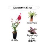 Serada Decor & Plant Kırmızı Oya Ağacı Fidanı, Saksılı, 40-60cm, Kurdele Çiçeği ve Telgraf Çiçeği Hediyeli