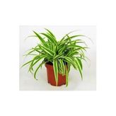 Serada Decor & Plant Kurdela Çiçeği, İç Mekan Bitkisi, 10-20 cm