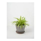 serada decor & plant Kurdele Çiçeği, 15-30 cm, 3 Adet Saksılı, Kalanchoe