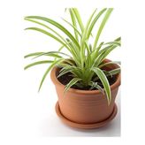serada decor & plant Kurdele Çiçeği 20-40 cm Salon Dekoratif Çiçeği