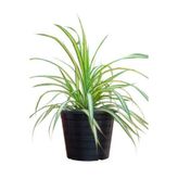 Serada Decor & Plant Kurdele Çiçeği Bol Köklü Saksılı Salon Ofis Çiçeği 20-40cm
