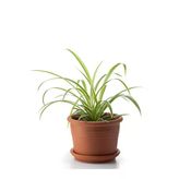 serada decor & plant Kurdele Çiçeği Chlorophytum Comosum Variegatum 20-40 cm