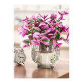 serada decor & plant Pembe Nanouk Telgraf Çiçeği Minik
