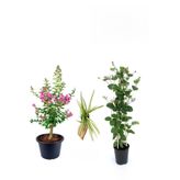 Serada Decor & Plant Pembe Oya Ağacı, Hanımeli Çiçeği, Kurdele Çiçeği Hediyeli, Çok Renkli, 3'lü Set
