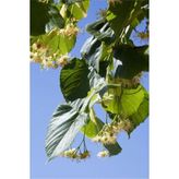 Serada Decor Plant Tüplü Ihlamur Fidanı