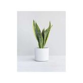 Seramik Saksılı Paşa Kılıcı Sansevieria