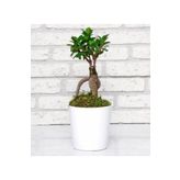 Seramik Vazoda Ficus Gingsey Bonsai