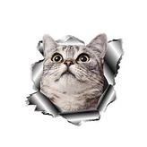 Sevimli KEdi Araba Sticker Yapıştırması