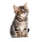 Sevimli yaramaz kedi araba Sticker Etiket 18CM m1