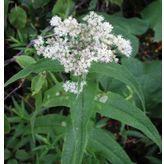 Şifali Boneset Çiçeği Tohumu(50 tohum)