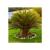 SİKAS-CYCAS CANLI BİTKİ