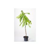 Sinensis Mor Salkım Fidanı 10-20 Cm