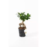 Siyah Seramik Saksıda Ficus Ginseng Bonsai