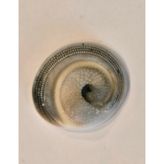 Spiral Shell Sketchbook