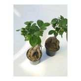 Stanova Bonsai Ficus Ginseng 18 cm