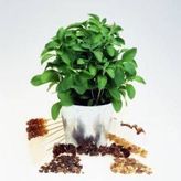 Stevia (Şeker Otu) Tohumu