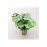 SUKULENTİSTANBUL Calathea Orbifolia - Ev Ve Ofis Bitkisi - Dua Çiçeği 14cm saksıda(Büyük boy)