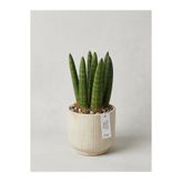 SUKULENTİSTANBUL Sansevieria cylindrica