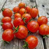 Supernova Cherry Domates Tohumu(15 Tohum)
