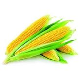 Süt Mısır Fidesi 5 adet