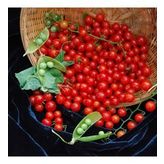 Sweet Pea Currant Domates Tohumu