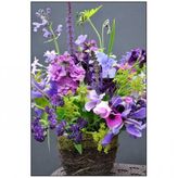 Sweet Pea Tohumu+saksı+toprak