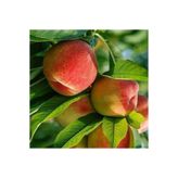 TABER 4 Yaş Aşılı Şeftali Fidanı CRESTHAVEN, Saksıda