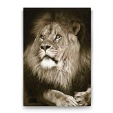 Tabloshop Aslan 50x75 cm Tablo