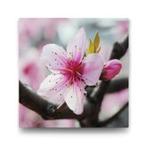 Tabloshop Baharda Kiraz Çiçeği 70x70 cm Tablo