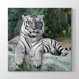 Tabloshop Bengal Kaplanı 70x70 cm Tablo