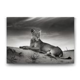 Tabloshop Dişi Aslan 140x100 cm Tablo