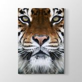 Tabloshop Kaplan Yüzü 50x75 cm Tablo