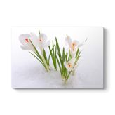 tabloshop Kardelen Çiçeği Kanvas Tablo 140 x 100