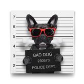 Tabloshop Kötü Köpek 80x80 cm Tablo