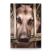 Tabloshop Kurt Köpeği 70x100 cm Tablo