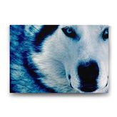 Tabloshop Mavi Kurt 45x30 cm Tablo
