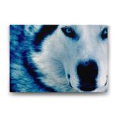 Tabloshop Mavi Kurt 75x50 cm Tablo
