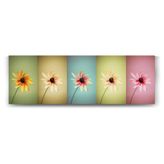 tabloshop Papatyalar Pop Art Panorama Tablo - 120x40cm