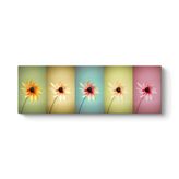 tabloshop Papatyalar Pop Art Panorama Tablo 180 x 60